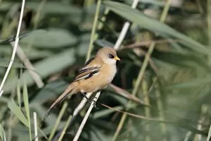 Babblers Collection: Bearded Tit (Panurus biarmicus) juvenile male, perched on reed stem, Sussex, England, August