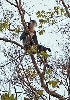 Cercopithecidae Collection: Black-shanked Douc Langur