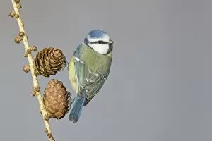 Images Dated 14th July 2014: Blue Tit (Parus caeruleus) adult, perched on larch cones, Suffolk, England, February