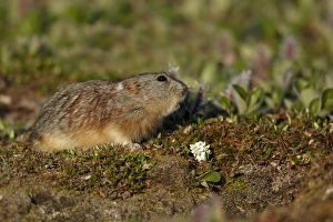 Siberian brown lemming - Facts, Diet, Habitat & Pictures on