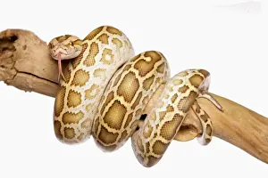 White Background Snakes Prints: Burmese Python (Python molurus bivittatus) immature, coiled on branch