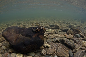 Caddisfly larvae in larval cases on rock underwater print