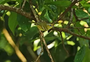 Babbler Collection: Chestnut-fronted Shrike-babbler (Pteruthius aenobarbus indochinensis) adult female