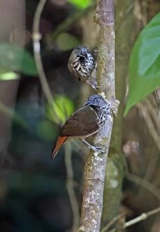 Babbler Collection: Chestnut-rumped Babbler (Stachyris maculata maculata) two adults, perched on tree trunk
