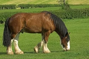 Equine Collection: Clydesdale Horse, stallion, grazing in meadow, Cumbria, England