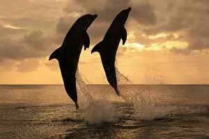 Sea Life Collection: Common Bottlenose Dolphin (Tursiops truncatus) two adults, leaping, silhouetted at sunset, Roatan