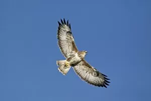 Images Dated 22nd June 2012: Common Buzzard (Buteo buteo) adult, calling in flight, Gigrin Farm, Powys, Wales, march