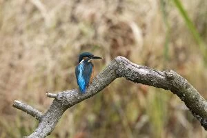 Atthis Collection: Common Kingfisher showing the iridescent azure coloured back. Juvenile bird with white tip to bill