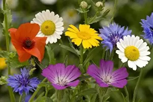 Wild Flower Collection: Corn Poppy (Papaver rhoeas), Cornflower, Corncockle, Corn Marigold and Corn Chamomile, flowering
