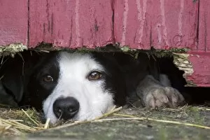 Related Images Collection: Domestic Dog, Border Collie, working sheepdog, adult, looking under wooden door on farm, England