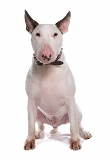 Images Dated 4th May 2012: Domestic Dog, Bull Terrier, adult male, sitting, with collar