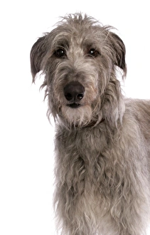 Cotswold deerhounds sales