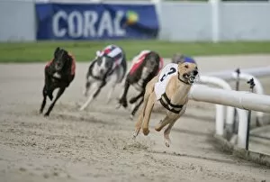 Images Dated 4th May 2012: Domestic Dog, Greyhound, adults, racing at track, England, july