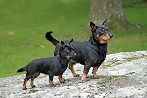 Images Dated 14th July 2014: Domestic Dog, Lancashire Heeler, adult male and puppy, standing