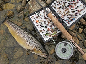 Lake Trout (L, Fishes, Animals) Collection Our beautiful pictures