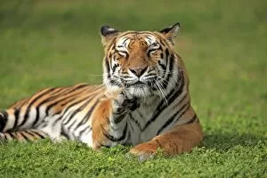 Images Dated 28th November 2011: Indian Tiger (Panthera tigris tigris) adult, grooming chin, captive
