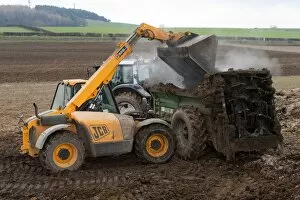 Organic Collection: JCB Loadall telehandler loading muck into muck spreader, for spreading on arable field, England