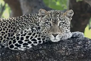 Images Dated 28th November 2011: Leopard (Panthera pardus) adult, laying on branch, Samburu, Kenya