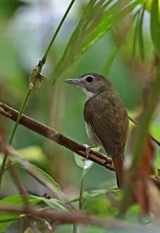 Babbler Collection: Moustached Babbler (Malacopteron magnirostre magnirostre) adult, perched on twig, Taman Negara N. P