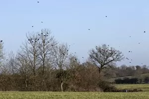 Gathering Collection: Rooks (Corvus frugilegus) winter flock, in flight and gathering on trees on Suffolk farmland