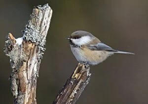 Grey Headed Chickadee Collection: Siberian Tit (Parus cinctus) adult, perched on stump, Lapland, Finland, march