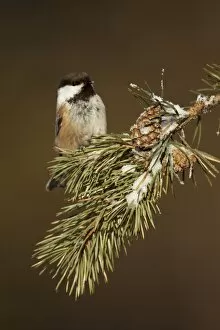 Grey Headed Chickadee Collection: Siberian Tit (Parus cinctus) adult, perched on snow covered pine branch, Finland, march