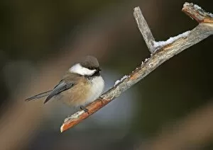 Grey Headed Chickadee Collection: Siberian Tit (Parus cinctus) adult, perched on twig, Lapland, Finland, March