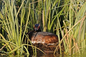 Slavonian Grebe Print, Adult in Breeding Plumage on Nest