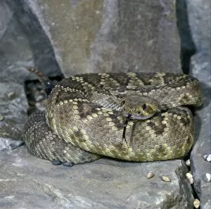 Images Dated 22nd June 2012: Snake - Rattlesnake Diamond-backed Western(Crotulus atrox) coiled on a rock / tongue out