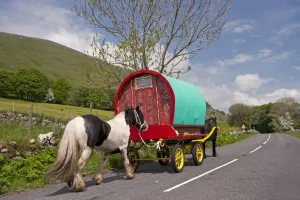 Caravan Prints: Horse Print - Irish Cob pulling caravan along A683