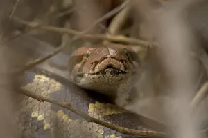 Indian Python (Python molurus) adult
