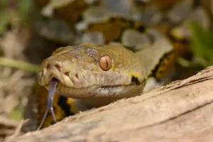 Reticulated Python Prints: Reticulated Python Print - Adult Head Close-up