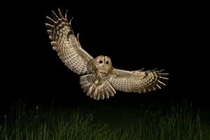 Flight Collection: Tawny Owl (Strix aluco) adult, in flight over meadow at night, Shropshire, England, april