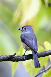 Tufted Titmouse Collection: Tufted Titmouse (Baeolophus bicolor) adult, feeding, with sunflower seed in beak, perched on twig