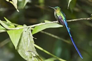 Violet Tailed Sylph Collection: Violet-tailed Sylph (Aglaiocercus coelestis) adult male, perched on twig in montane rainforest