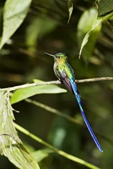 Violet Tailed Sylph Collection: Violet-tailed Sylph (Aglaiocercus coelestis) adult male, perched on twig in montane rainforest
