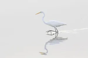 00688-02218 Great Egret (Ardea alba) in wetland in fog, Marion Co., IL 00688-02218 Great Egret (Ardea alba) in wetland in fog, Marion Co., IL