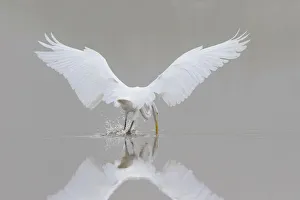 00688-02317 Great Egret (Ardea alba) fishing in wetland in fog, Marion Co., IL 00688-02317 Great Egret (Ardea alba) fishing in wetland in fog, Marion Co., IL