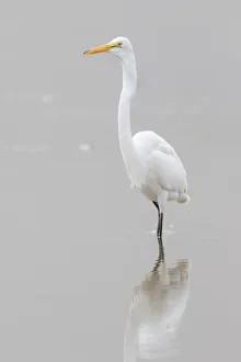 00688-02511 Great Egret (Ardea alba) feeding in wetland in fog, Marion Co., IL 00688-02511 Great Egret (Ardea alba) feeding in wetland in fog, Marion Co., IL