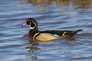 00715-09006 Wood Duck (Aix sponsa) male in wetland, Marion Co., IL 00715-09006 Wood Duck (Aix sponsa) male in wetland, Marion Co., IL