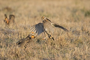 00842-05707 Greater Prairie-Chickens (Tympanuchus cupido) males fighting-territorial 00842-05707 Greater Prairie-Chickens (Tympanuchus cupido) males fighting-territorial