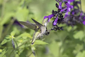 01162-15111 Ruby-throated Hummingbird (Archilochus colubris) at Amistad Salvia (Salvia 01162-15111 Ruby-throated Hummingbird (Archilochus colubris) at Amistad Salvia (Salvia