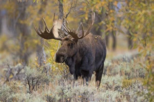 01979-00509 Moose (Alces alces) bull in fall, Grand Teton National Park, WY