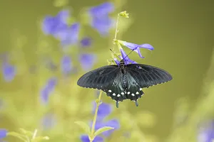 03004-01511 Pipevine Swallowtail (Battus philenor) on Blue Ensign Salvia (Salvia 03004-01511 Pipevine Swallowtail (Battus philenor) on Blue Ensign Salvia (Salvia