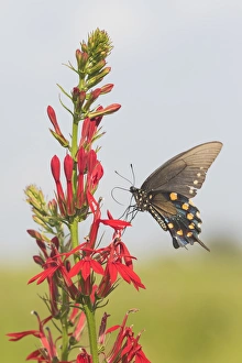 03004-01514 Pipevine Swallowtail (Battus philenor) on Cardinal Flower (Lobelia cardinalis) 03004-01514 Pipevine Swallowtail (Battus philenor) on Cardinal Flower (Lobelia cardinalis)