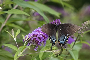 03023-03206 Eastern Tiger Swallowtail (Papilio glaucaus) female (black form) on Butterfly Bush 03023-03206 Eastern Tiger Swallowtail (Papilio glaucaus) female (black form) on Butterfly Bush