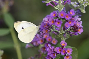 03061-00401 Cabbage White (Pieris rapae) on Butterfly Bush (Buddleja davidii) Marion Co 03061-00401 Cabbage White (Pieris rapae) on Butterfly Bush (Buddleja davidii) Marion Co