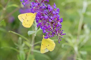 03074-00603 Orange Sulphurs (Colias eurytheme) on Butterfly Bush (Buddleja davidii 03074-00603 Orange Sulphurs (Colias eurytheme) on Butterfly Bush (Buddleja davidii