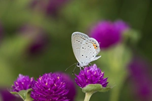 03226-01115 Eastern Tailed-Blue (Everes comyntas) on Globe Amaranth (Gomphrena globosa 03226-01115 Eastern Tailed-Blue (Everes comyntas) on Globe Amaranth (Gomphrena globosa