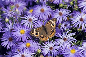 03411-01214 Common Buckeye (Junonia coenia) on Frikarts Aster (Aster frikartii) Marion Co 03411-01214 Common Buckeye (Junonia coenia) on Frikarts Aster (Aster frikartii) Marion Co